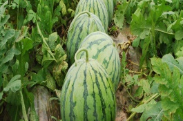 麒麟瓜一斤多少钱，麒麟瓜多少钱一斤