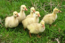 养1000只鹅要多少钱，养1000只鹅多少钱成本