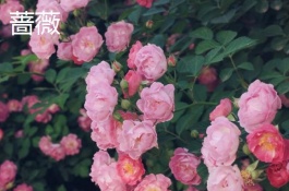 养殖方法，彼岸花的养殖方法