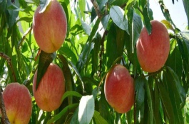 永莲蜜桃8号品种介绍，永莲蜜桃8号果实较大