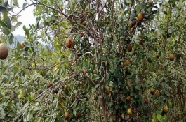 果树杀虫用什么药，果树药剂防治建议