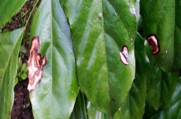 宁南霉素能防治哪些病，宁南霉素能防治哪些病