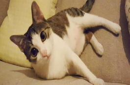 怎样养苏格兰折耳猫，苏格兰折耳猫好养