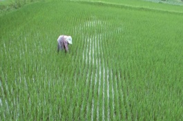 南粳9108与南粳46区别，南粳9108品种介绍