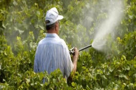 有效的蒂蛀虫农药，防治蒂蛀虫有效的农药有