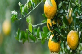 苹果品种介绍具有发展前景，澳洲青苹果