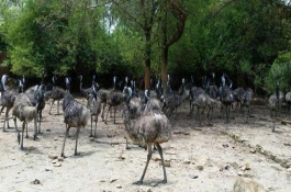 鸸鹋养殖技术，鸸鹋日常管理方法与注意事项