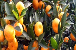 沙糖桔施肥时间和用肥，促花保果肥