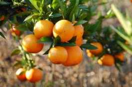 克拉玛依市有哪些特产，克拉玛依市的特产有哪些