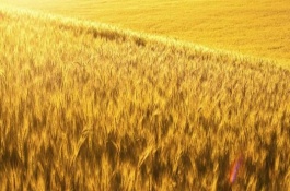 西农857小麦品种介绍，抗性和品质