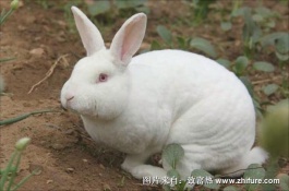 獭兔养殖前景如何，獭兔形体均匀毛绒丰厚