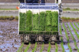 水稻插秧机挑选方法