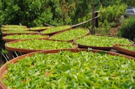 茶叶加工设备有哪些，茶叶烘干机械