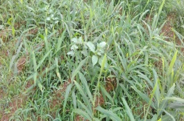 二甲四氯钠使用范围，二甲四氯钠的药效作用及注意事项