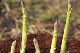 种植蔬菜时，水浇不透，后果如何，不宜大水漫灌