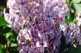 巴彦淖尔市有哪些特产，河套向日葵