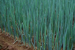 如何种植大葱施肥产量高，大葱在立秋第一次追肥