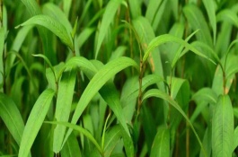 植物生长激素有哪些