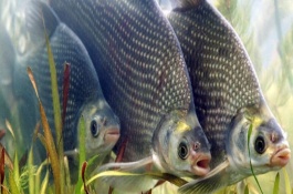 武昌鱼一斤多少钱，武昌鱼的养殖前景