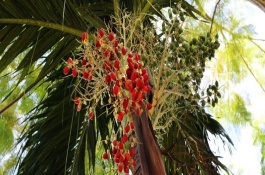 椰枣是什么特产,椰枣如何保存