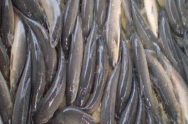 鲤鱼苗多少钱，鲤鱼养殖成本利润分析