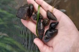 山坑螺的产地在哪里