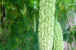 小满吃什么蔬菜，小满时适合种什么蔬菜