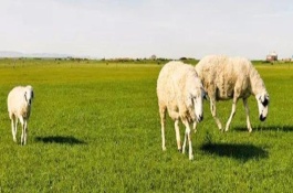 科学养羊设备有哪些，养羊场加料设备