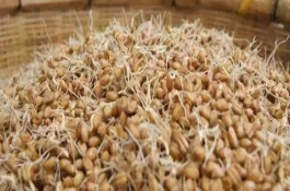 春季畜禽应补饲发芽饲料，采用禾谷类作物的籽实作为原料