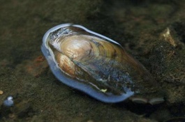 圆顶珠蚌产自哪里，圆顶珠蚌产地分布圆顶珠蚌生活在水中