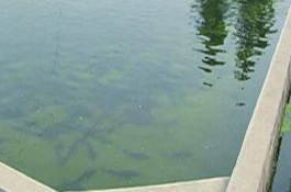 一般鱼塘消毒用什么药，养鱼池怎么消毒