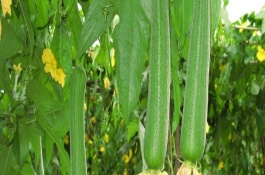 清明适合种什么农作物，清明时节适合种植丝瓜