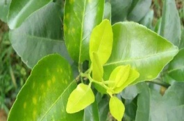 克菌丹不能和什么混用，克菌丹的作用