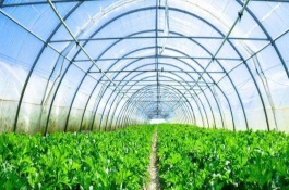 大棚降温最佳方案（常见方法），大棚降温剂有用吗