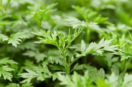 现在种什么药材赚钱