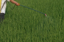 小麦除草剂组合配方，春节后用小麦除草剂注意事项