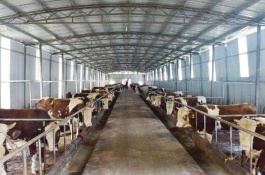 林下土鸡养殖技术，林下土鸡养殖准备