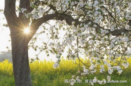 一斤黑钻苹果多少钱，市场价格贵