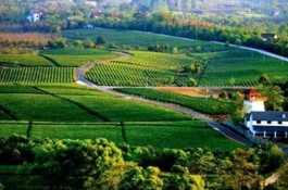 地芸豆有哪些种植技术