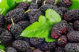 荔枝是什么特产，荔枝有哪些品种呢