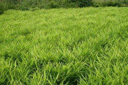 湖北枝江市有哪些特产