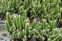 怎样养盆栽仙人掌，盆栽仙人掌的养护方法