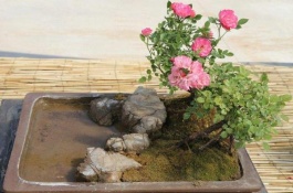 树状月季苗哪里有卖，价格便宜成本小