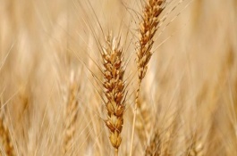 轮选103小麦品种介绍，轮选103成株株型比较紧凑