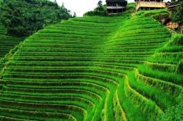 温室养猪要多少钱，粪便无成本处理