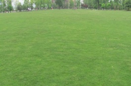 一平方米的草坪价格是多少,常见的草坪种类