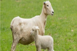 母羊饲料的配方明细表，饲料需严格符合标准