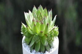 怎样养文竹才能更旺盛