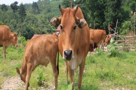 黄牛一般养殖能出多久，黄牛一般养多久可以出栏