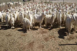 山羊饲料粗料配方，山羊粗料的饲喂量